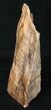 Free-Standing Petrified Wood (Elm) - McDermitt, OR #16896-1